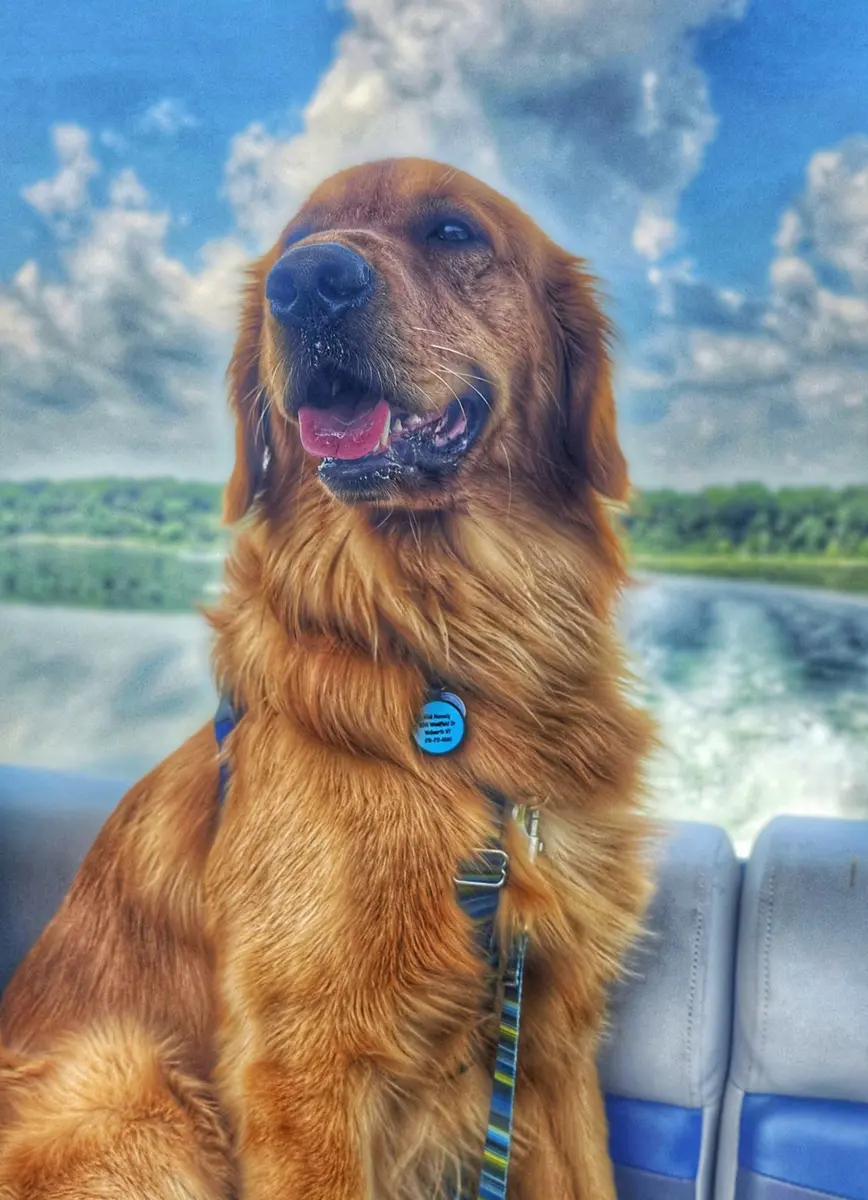 Archie, the Golden Retriever who inspired the Golden Touch brand