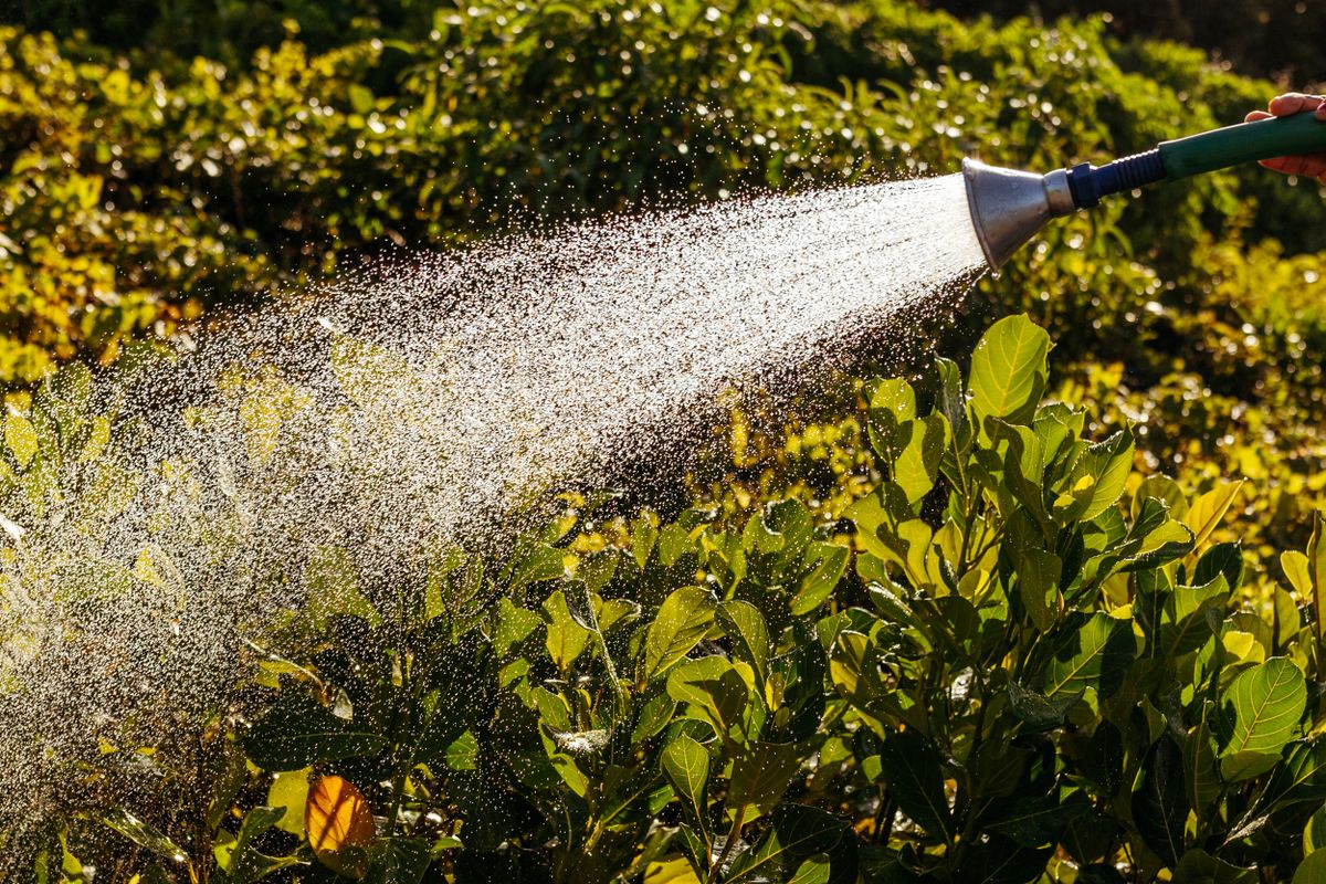 Green landscaping being carefully rinsed with a garden hose